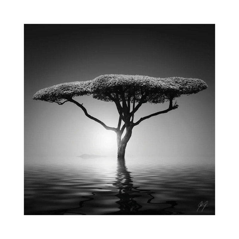 Mushroom Tree by Kathrin Federer - Wrapped Canvas Print, 66.04cm H x 66.04cm W x 1.905cm D