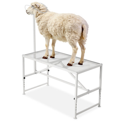 Support de traite et de toilettage pour chèvres – Plateforme métallique robuste pour bétail, 119 x 58 cm, hauteur réglable de 53 à 84 cm, avec appuie-tête et boucle nasale pour chèvres et moutons, blanc