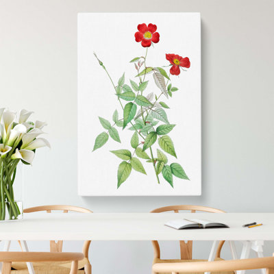 Rosebush by Pierre-Joseph Redoute - Wrapped Canvas