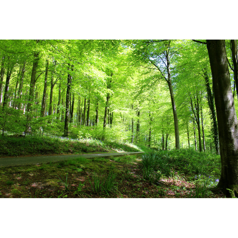 Common European Beech Trees (Fagus Sylvatica) In Woodland, Spring Foliage by Mtreasure - Print, 30cm H x 46cm W