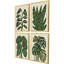 Tropical Abundance Set by Watts