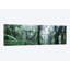 « monteverde cloud forest panorama, costa rica » par matteo colombo, impression sur toile-31924171-73618065