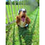 Clôture métallique additionnelle pour chiot-103000394