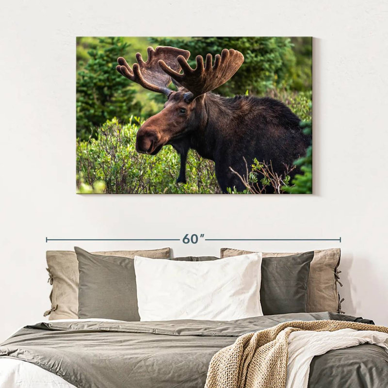 Brampt Wild Bull Moose, 32" H x 48" W