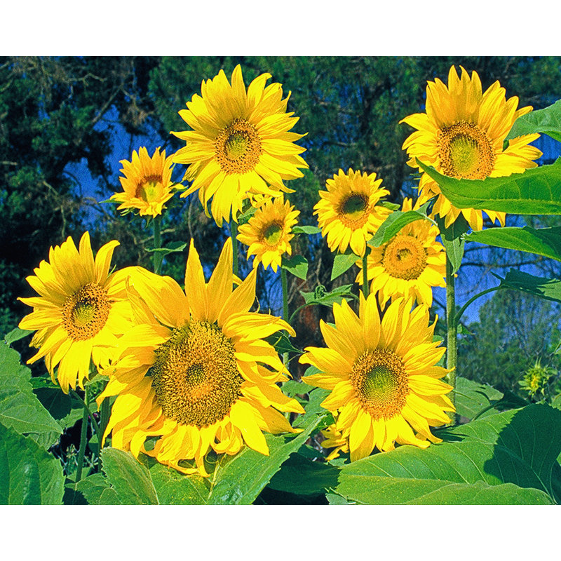 « tournesols », reproduction de photo sur toile, H 11 po x l 14 po