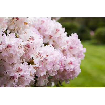" Beautiful Pink Rhododendron "