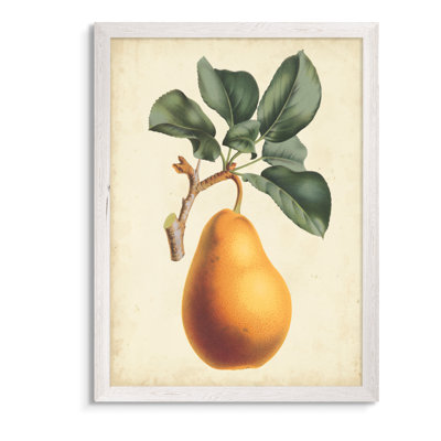 « antique poir botanique i » par paul cezanne-photo, reproduction d’art sur cadre