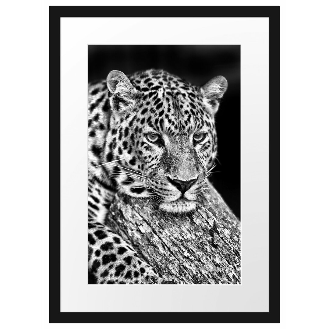 Gerahmtes Poster Ruhiger Leopard