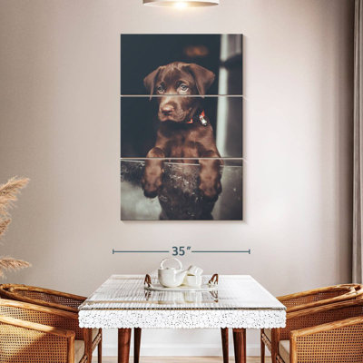 Chiot labrador Brampt chocolat