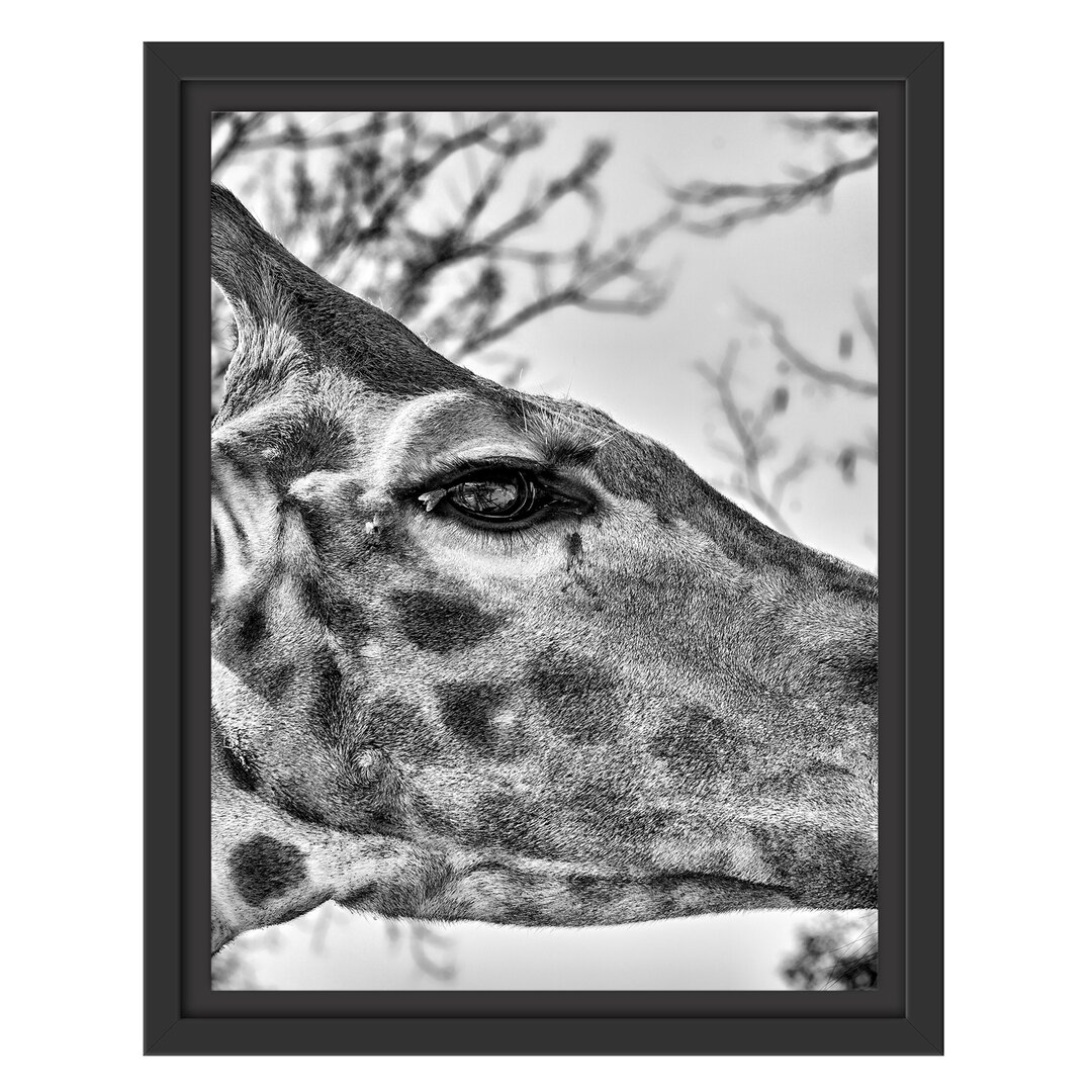 Gerahmtes Wandbild anmutige Giraffe isst