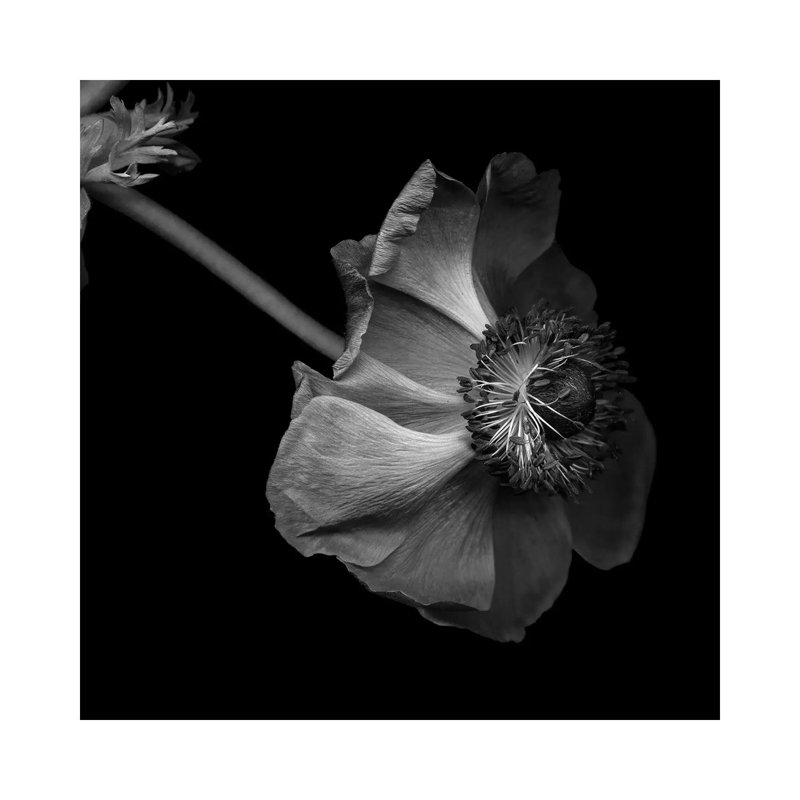 Anemone, B&W by Magda Indigo - Wrapped Canvas Gallery-Wrapped Canvas Giclée, 45.72 cm H x 45.72 cm W x 1.91 cm D