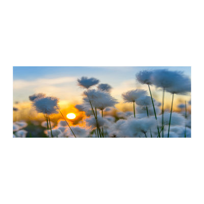 Cotton-Grass - Wrapped Canvas Print