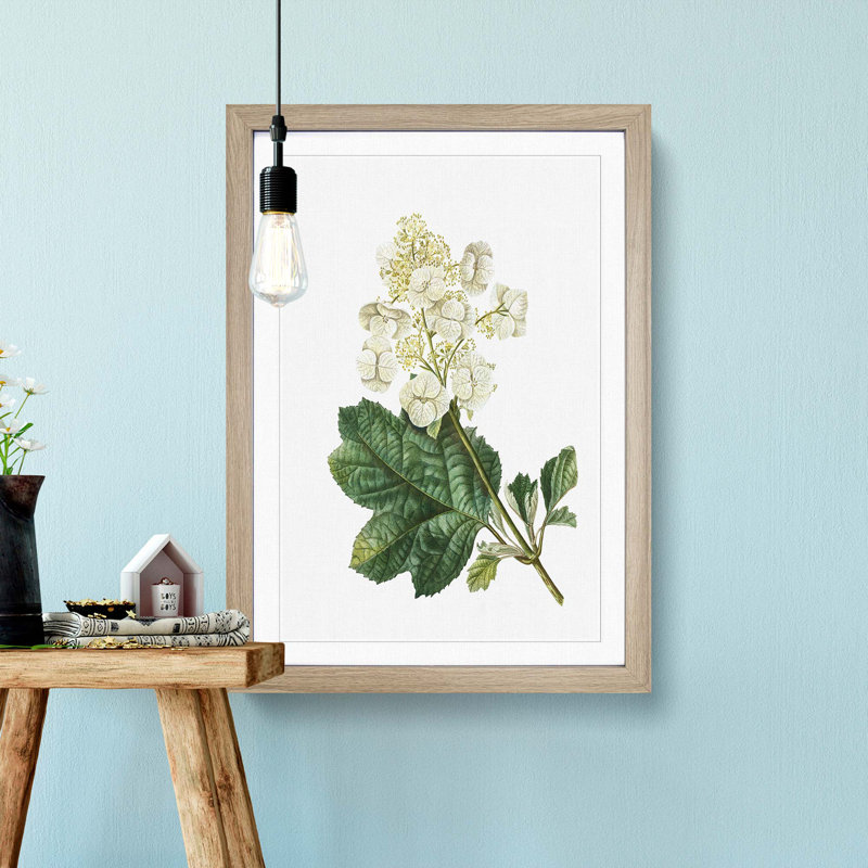 Oakleaf Hydrangea by Pierre-Joseph Redoute - Framed Print, Oak Framed, 36cm H x 27cm W x 2cm D