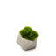 Faux Succulent Grass in Stone Pot