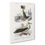 Rock Penguin And Albatross by Charles D Orbigny - Wrapped Canvas-55324114