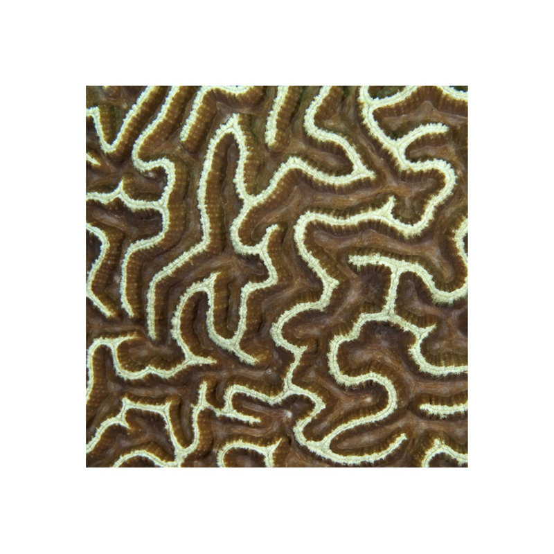 Underwater Beauty VII Print by Austin Beiv, 30" H x 30" W x 1.5" D, Matte