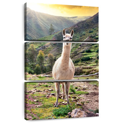 Brampt couleurs du Pérou - Lama sauvage