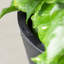 Grand pot à fleurs rond en plastique Step2 Tremont-83462872-96916995