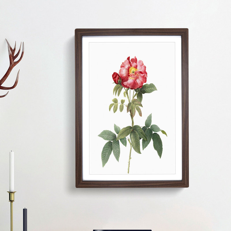 Provins Rose in Pink by Pierre-Joseph Redoute - Picture Frame Painting Print, 48cm H x 36cm W x 2cm D, Walnut Framed