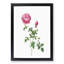 Autumn China Rose in Pink by Pierre-Joseph Redoute - Framed Print-55456841-55456842