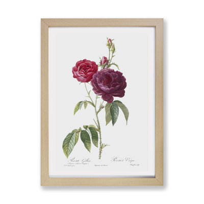 French Purple Roses by Pierre-Joseph Redoute - Single Picture Frame Painting