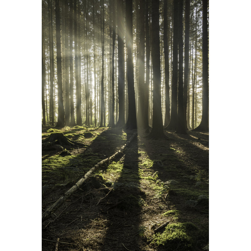 «Misty Forest», reproduction sur toile tendue, H 18 po x l 12 po x P 1 po