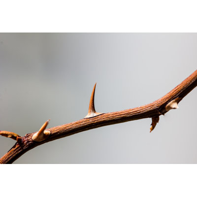 Thorny Branch - Photographie sur toile tendue