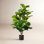 Amee 41" Fiddle Leaf Fig Tree in Pot