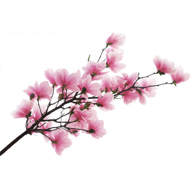 Branche de magnolia