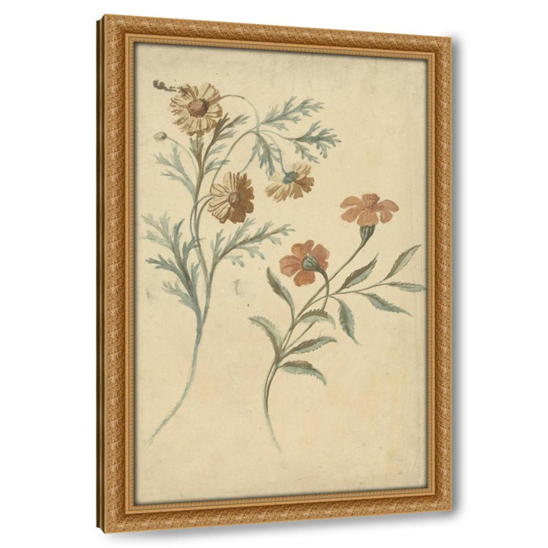 Bloemstudie van een rode en een bruine bloem (1677 - 1755), H 18 po x l 13 po
