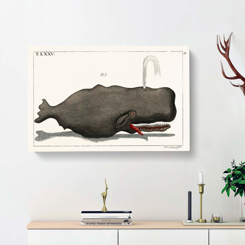 Vintage Whale Illustration - Wrapped Canvas, 50cm H x 76cm W x 3cm D