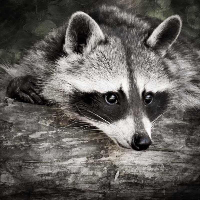 «Pondering Raccoon 2» par Marcus Prime, reproduction sur toile tendue
