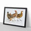 Illustration of Hens by John Edward Gray - Framed Print-55579830-55579834