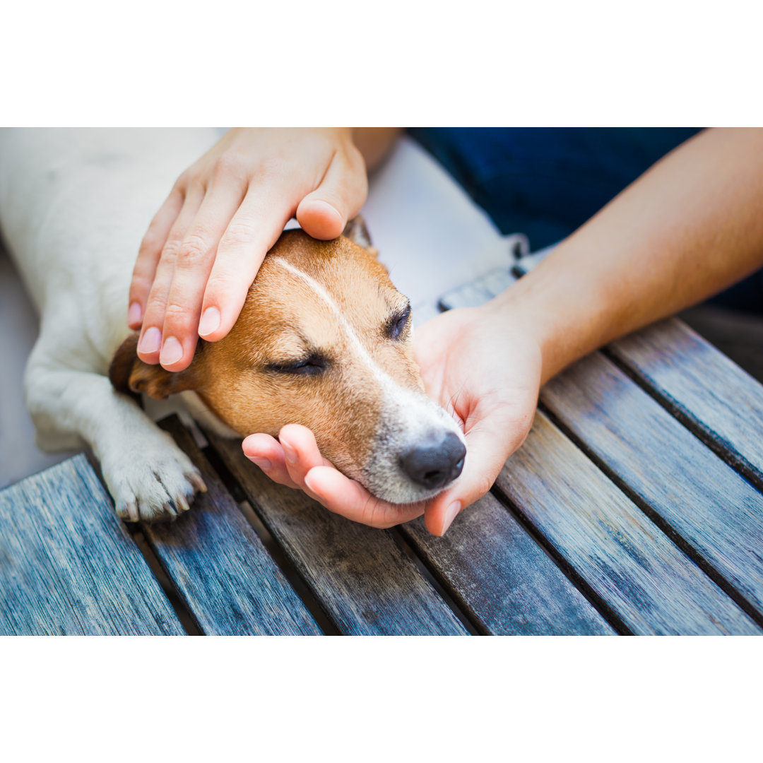 Leinwandbild Owner Petting Dog