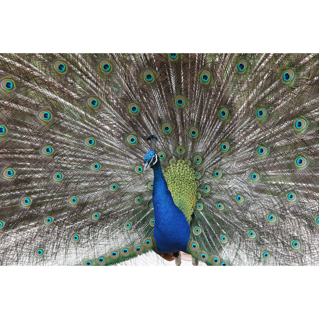 Pfau von Anilakduygu - Leinwandbild