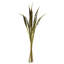 Bahia Spears Plant-447569139