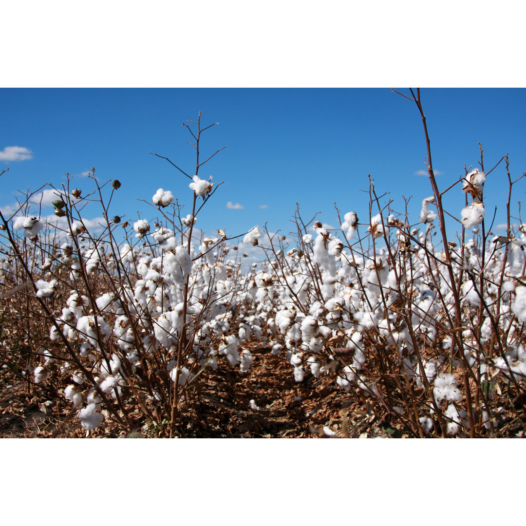 Cotton Field von Jayjayoo com - Leinwand Kunstdrucke