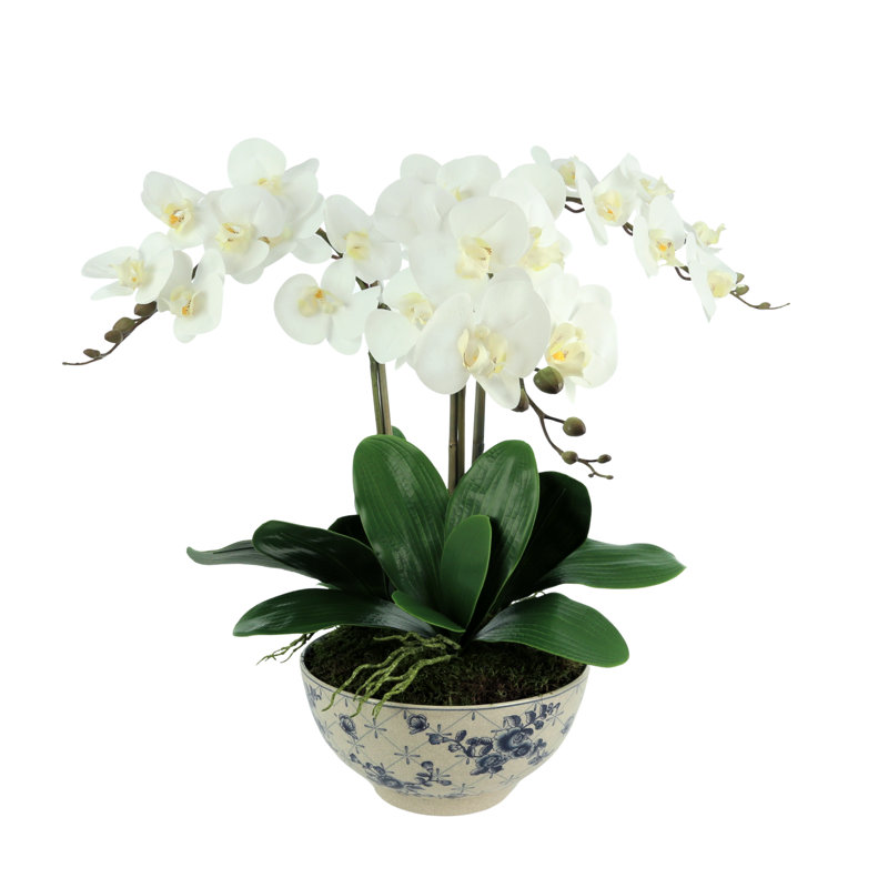 Arrangement floral orchidée phalaenopsis en pot