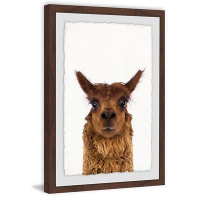Staring Llama - Single Picture Frame Print
