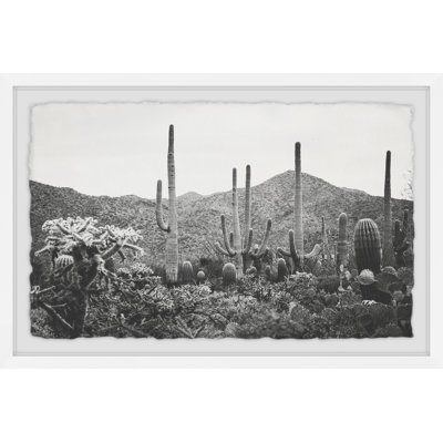A Gathering Of Cacti by Ann Barnes - Single Picture Frame Print
