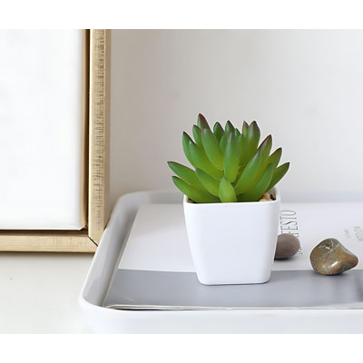 3.34'' Succulent Plant