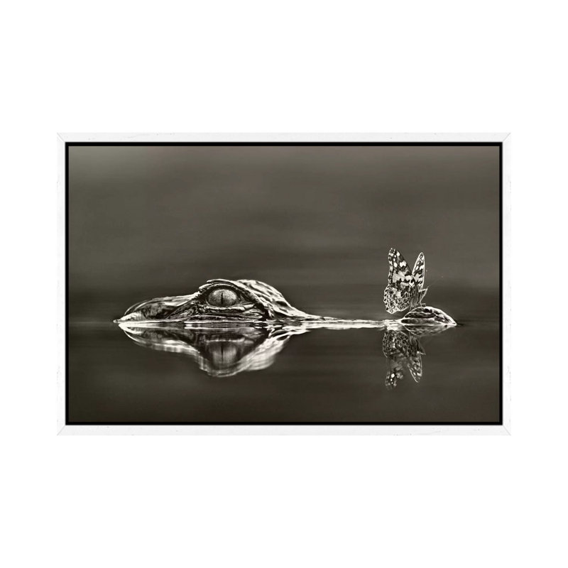American Alligator With a Butterfly on Its Snout, Everglades National Park, Florida 1 Piece Wall Art on Canvas, White Framed