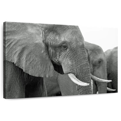 Brampt Elephant Ivory Tusks