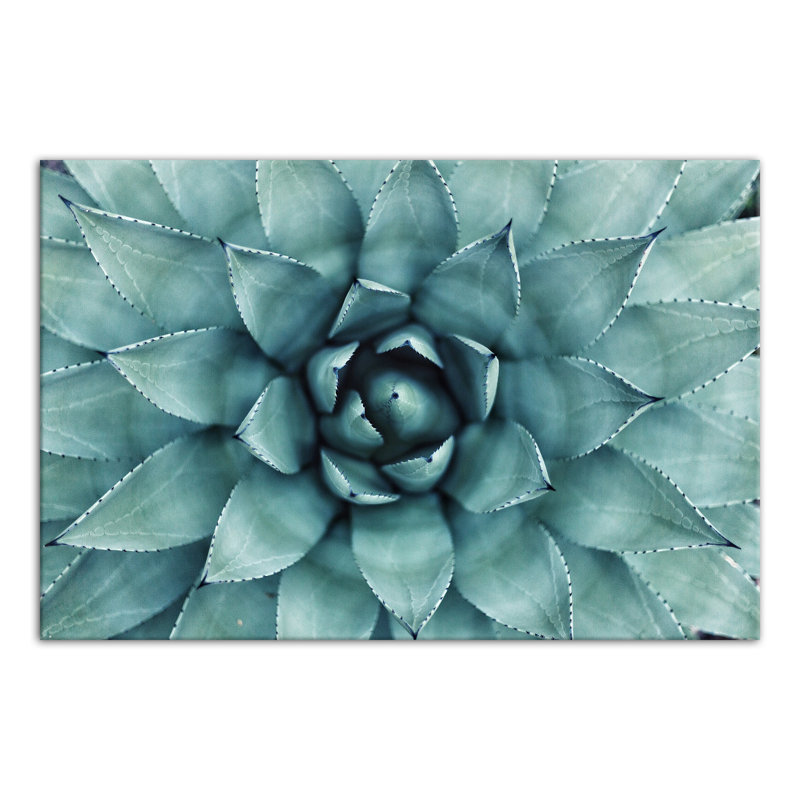 «Turquoise Succulent», reproduction de photo sur toile tendue, H 20 po x l 30 po x P 1 po