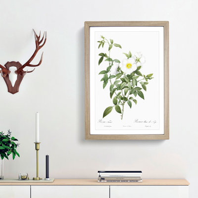 Cherokee Rose in White by Pierre-Joseph Redoute - Picture Frame Painting Print