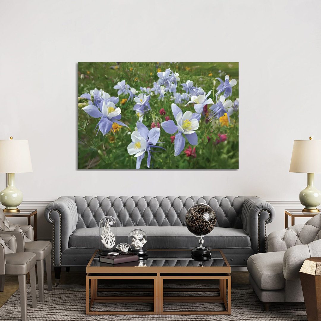 Colorado Blue Columbine Flowers, American Basin, Colorado II by Tim Fitzharris - Wrapped Canvas Print
