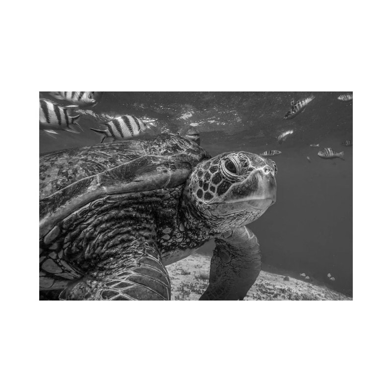 Green Sea Turtle, Balicasag Island, Philippines by Tim Fitzharris - Wrapped Canvas Print, 30.48 cm H x 45.72 cm W