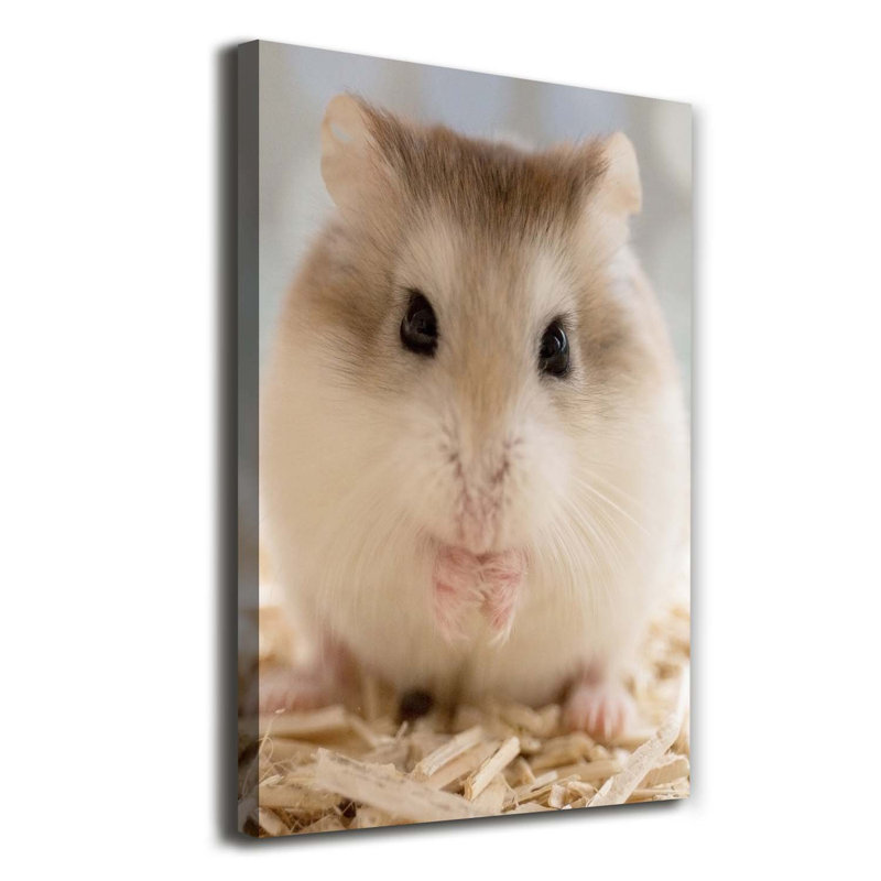 Hamster - Wrapped Canvas Print