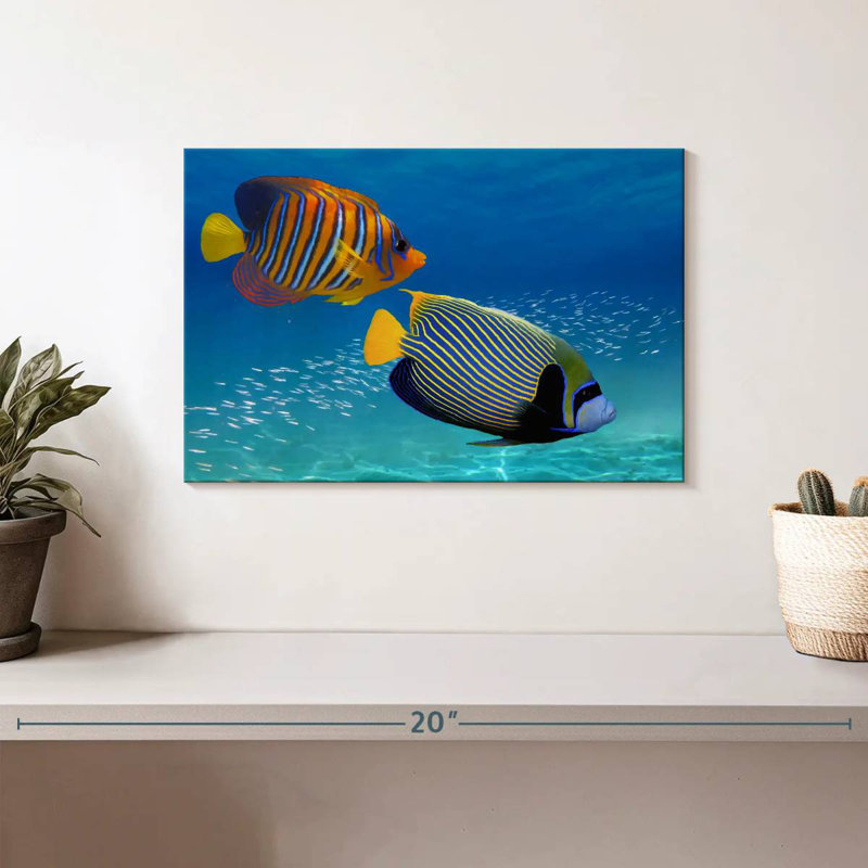 Brampt Exotic Emperor Angelfish, 8" H x 12" W