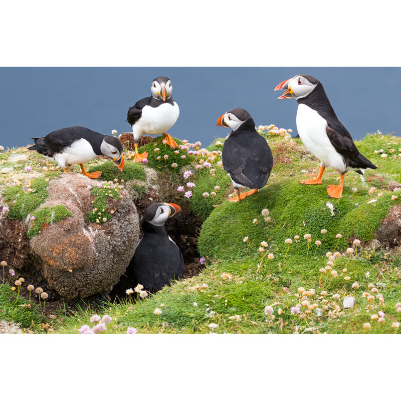 Group Of Puffins - Wrapped Canvas Print, 30cm H x 46cm W x 3.8cm D